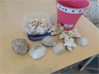 Seashells In A Bucket