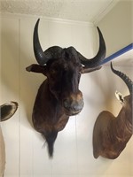 African Wildebeest Shoulder Mount