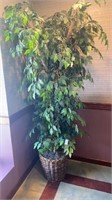 6 1/2 foot tall, faux ficus tree