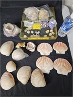 Seashell / Sand Dollar collection some colored