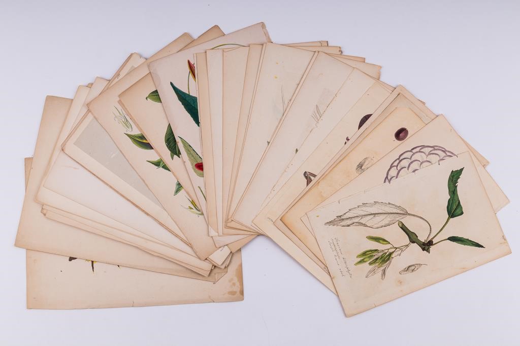 Antique Botanical & Horticultural Lithographs (40)