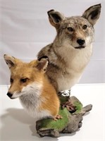 Taxidermy Coyote & Fox Mounted Together