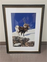 Big Horn Sheep Framed Photo