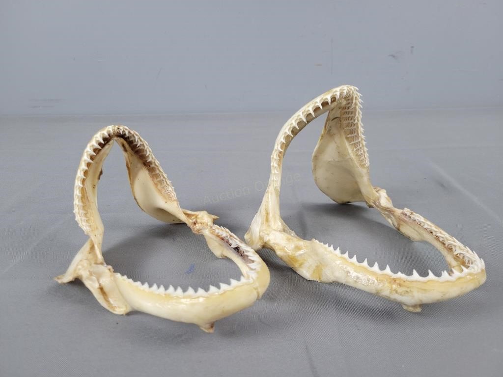 Lot Of Two Large Fish Jaws