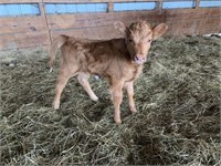 Mini Highland Heifer bottle baby