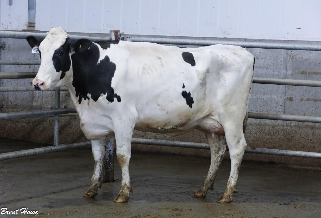 Walker Dairy Inc. - Monthly Auction - June 28, 2024