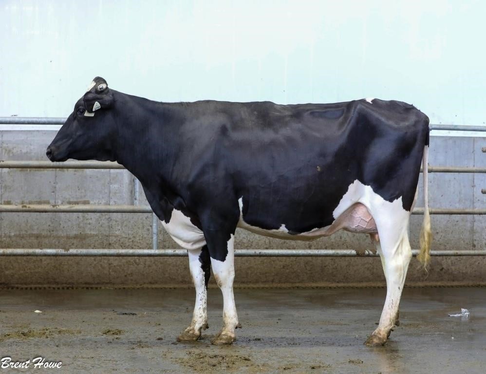 Walker Dairy Inc. - Monthly Auction - June 28, 2024