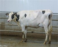 Walker Dairy Inc. - Monthly Auction - June 28, 2024