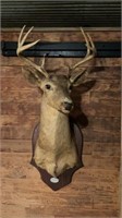 Deer mount Ozark taxidermy studio Imboden, AR