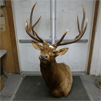 Large Elk Taxidermy Mount