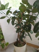 Rubber Tree Plant, Approx. 5 Ft. Tall