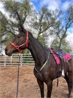(VIC) LOVE THE SHERIFF - THOROUGHBRED MARE