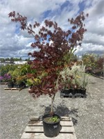 1 Japanese Maple