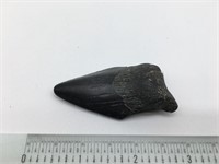 Fossilized Sharks Tooth Megalodon  Nice Ebony