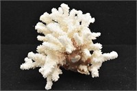 White Coral Tabletop Decor 6" T x 6.5" W