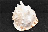 LARGE Conch Shell Tabletop Decor 6.5" T x 8" W