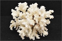 Medium Size White Coral 6.5" W x 6.5" T