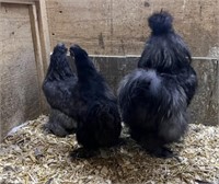 Trio-Black Silkies-2HENS, 1 rooster