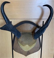 Pronghorn Mounted Horns
