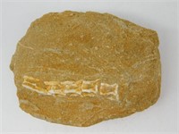 DINOSAUR BONE IN MATRIX