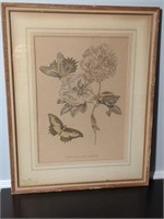 Cotton Rose Framed 19th Century Engraving