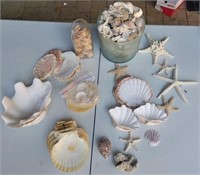 Large Collection Of Sea Shells - Star Fish