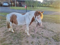 (VIC) SHAVAMORE PARK FINNIGAN -MINIATURE STALLION