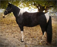 Ott To Be My Magic- 9yr-14.3HH - Mare TWH