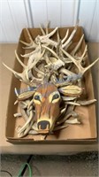 WHITETAIL SHED ANTLERS