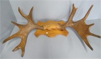 Taxidermy moose mount. Measures: 32" Across.