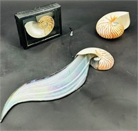 3 Nautilus Pompilus Shells