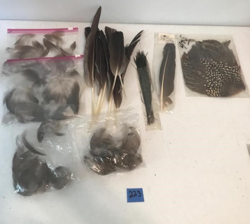 Lot of Large Bird Feathers