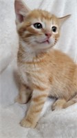 Male#2-Maincoon x Bengal Kitten-04/25/2024
