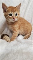 Male-Maincoon x Bengal Kitten-04/25/2024