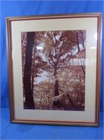 Framed Photographs of Forest Scene
