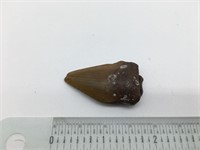 Fossilized Sharks Tooth Megalodon