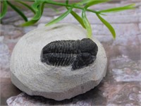 TRILOBITE FOSSIL ROCK STONE LAPIDARY SPECIMEN