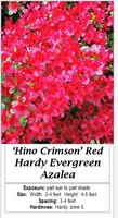3 Hardy Evergreen Hino Red Azalea Plants