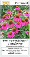 6 Purple Pow Wow Wildberry Coneflower Plants