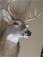 Deer Mount