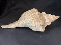 12 “ CONCH SHELL