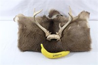 Deer Hide & Partial Skull W/Antlers Mount