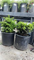 2  Lots of 1 ea 2 Gal Dwarf Balsam Fir