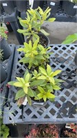 3 Lots of 1 ea 1 Gal GoldStrum Coneflower