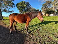 (NSW) JEWELS - BRUMBY MARE