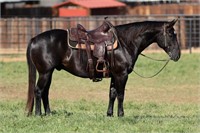 AQHA BASICS SCOUT