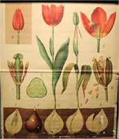 Vintage German Botanical School Chart. Tulips