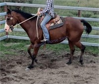 "Jack" 2010 SH Gelding