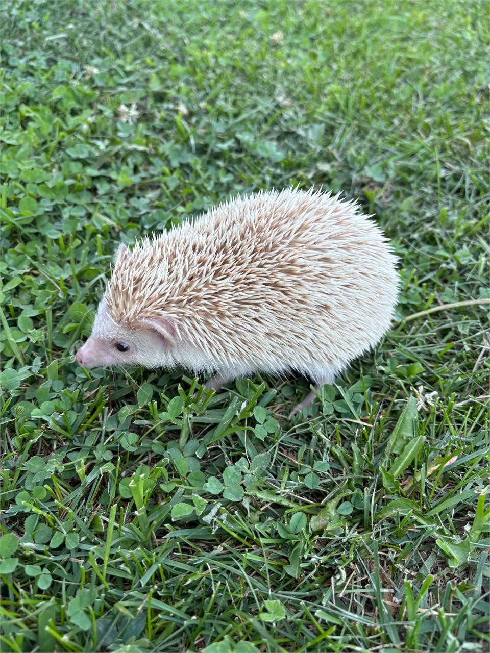 Nice FEMALE Hedgehog (proven breeder)