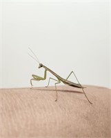 Chinese green praying mantis